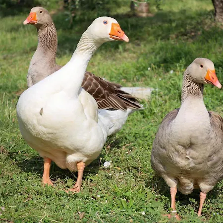 Borgo Le Balze * سان جيمينيانو