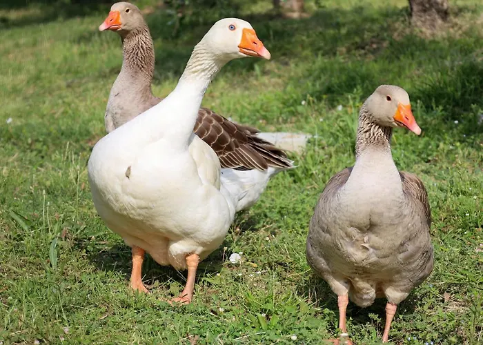 Borgo Le Balze * サン・ジミニャーノ